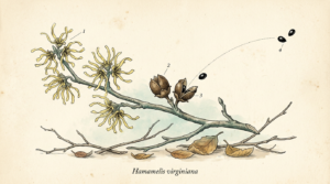 Branche d'hamamélis de Virginie : fleurs jaunes, capsules ouvertes et graines projetées — illustration Thadeus' Worlds